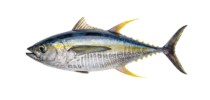 corvina amarilla