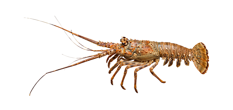 langosta
