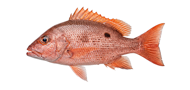 pargo rojo