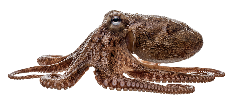 pulpo