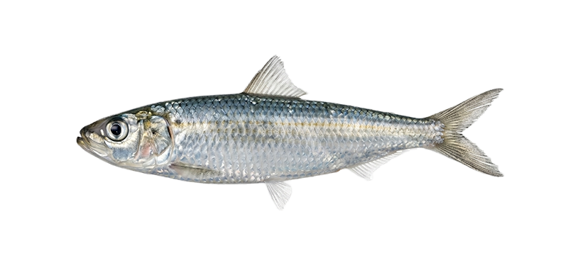sardina